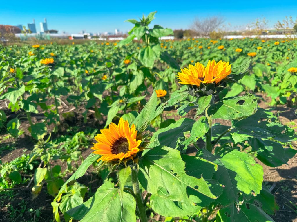 2025年12月1日13時に撮影